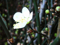 花梅の開花